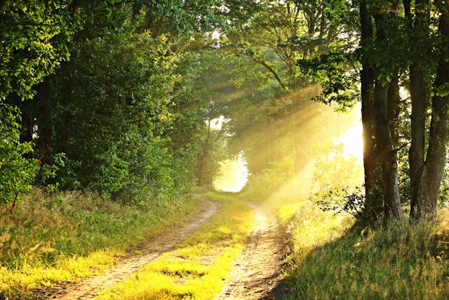 pexels pixabay 2097561